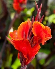 6 – KING HUMBERT Canna Lily Rhizomes bulbs purple/green Leaf, red/orange flowers