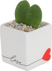 Easy-Care Hoya Heart Houseplant, Perfect Gift Idea*`/-$