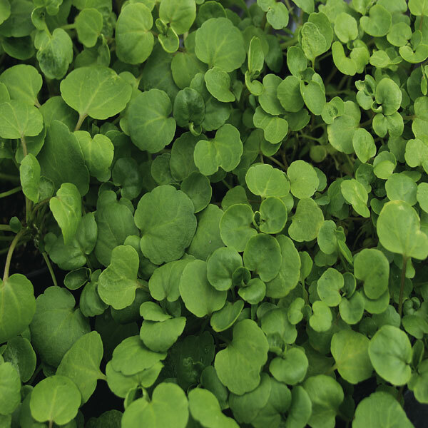 True Watercress Seeds | 1,000 Seeds | Heirloom / Non-GMO | Free Shipping | 1157