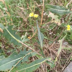 Wild Lettuce Seed (Lactuca serriola) ~ Prickly Lettuce ~ 250 to 1000 seeds