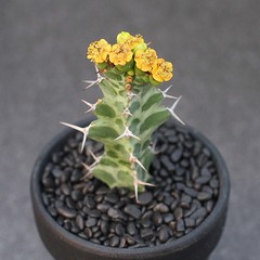2PCS Succulent Cactus Plant Euphorbia Virosa Cactaceae Home Garden Plant 6-8CM