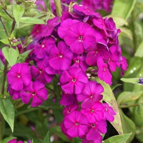 sun phlox NICKY tall magenta flowers sun perennial = 1 Potted Garden Plant