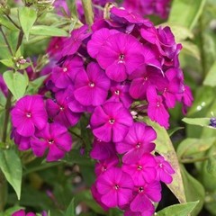 sun phlox NICKY tall magenta flowers sun perennial = 1 Potted Garden Plant