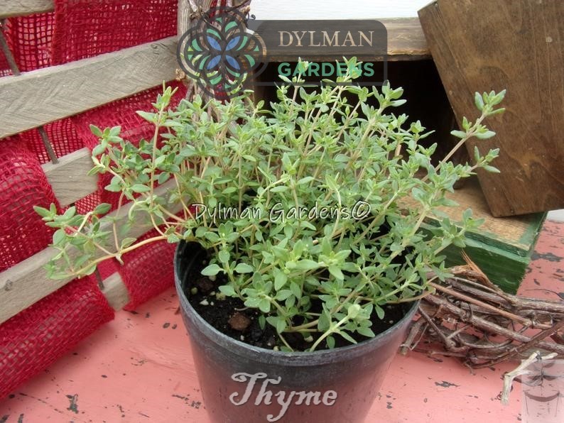 Common Garden Thyme Plant (Thymus vulgaris) Culinary Herb – Multiple Sizes