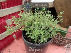 Common Garden Thyme Plant (Thymus vulgaris) Culinary Herb – Multiple Sizes