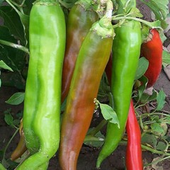 New Mexico Big Jim Chili Pepper Seeds, NuMex, Hatch, Ristra, FREE SHIPPING