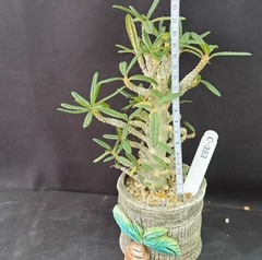 Pot 8cm Live House Plant Dorstenia gigas f. bullata WYSIWYG Own Root Boutique