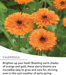 Burpee Wildflower 25,000 Bulk, 1 Bag, 18 Varieties of Non-Gmo Flower Seeds Polli
