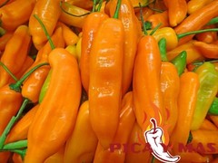 30 AJI LEMON CHILLI PERU CEVICHE CHILLI SEEDS SEEDS 100% GUARANTEED