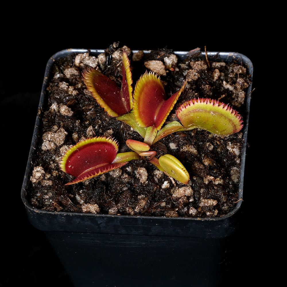 Dionaea muscipula ‘Giant Clam’ – 3.25″ pot – Carnivorous plant – venus fly trap