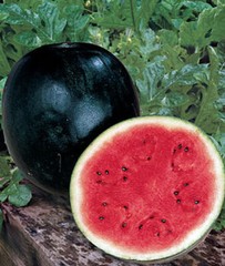 100 SUGAR BABY WATERMELON Citrullus Lanatus Sweet Red Fruit Melon Vine Seeds