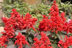400 SCARLET SAGE (Lady-In-Red / Red Texas Sage) Salvia Coccinea Flower Seeds