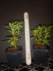 GOLDEN LIGHTS~~Azalea Rhododendron~Well Rooted Starter Plant~MAY BE DORMANT!