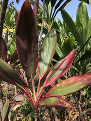 Hawaiian Green/Red Hybrid Ti Leaf Fresh Cut 6″ Starters 3 Logs