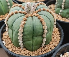 8cm Rare Plant Cacti Astrophytum Asterias ‘Ooibo’ WYSIWYG Own Root Garden Sale