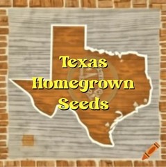 35 Organic Heirloom Golden Midget Watermelon Seeds – Fast Growing – Super Sweet!