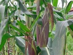 250+ Black Waxy Corn Seedss (Zea mays ceratina) For Planting