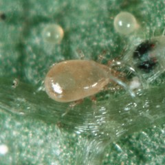 Slow Release Sachet – Amblyseius Swirskii – Predatory Spider Mite Control