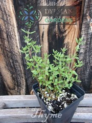 Common Garden Thyme Plant (Thymus vulgaris) Culinary Herb – Multiple Sizes