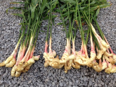 0.5- 7 Ibs – Fresh Ginger Root Organic USDA Certified
