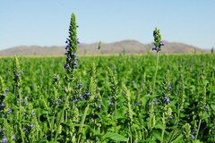 Chia Seeds, Herb, Salvia hispanica, NON-GMO, Variety Sizes Sold, FREE SHIPPING
