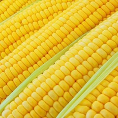 Bodacious Hybrid Yellow Sweet Corn Seeds Free Shipping!