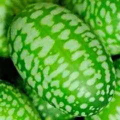 20 CUCAMELON SEEDS MOUSE MELON VEGETABLE SUPERIOR CUCUMBER HEAT DROUGHT NON-GMO