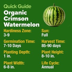 Organic Watermelon Seeds Non-GMO Heirloom for Home Gardens – Citrullus lanatus