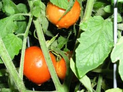 Homestead Tomato Seeds 100 Ct Vegetable Garden HEIRLOOM NON-GMO US FREE SHIPPING