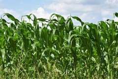 100 IOCHIEF YELLOW SWEET CORN AAS Winner Zea Mays Vegetable Seeds *Combined S/H
