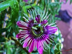 ~~MAYPOP PASSIFLORA~~Starter Plant~~Passiflora Incarnata~~BUTTERFLY HEAVEN!