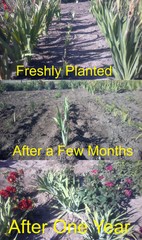 Tall Bearded Iris Reblooming Victoria Falls Freshly Dug 1 Rhizomes