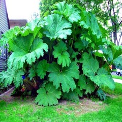 25 GUNNERA MANICATA SEEDS “Dinosaur Food” Giant Hardy Exotic Flower Plant RARE!