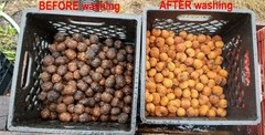10 lbs. BLACK WALNUTS in the shell – Fall 2025 crop – our famous “squirrel nuts”