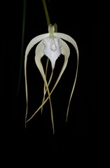 Orchid Species Brassavola cucullata ( Nice Large Plant )