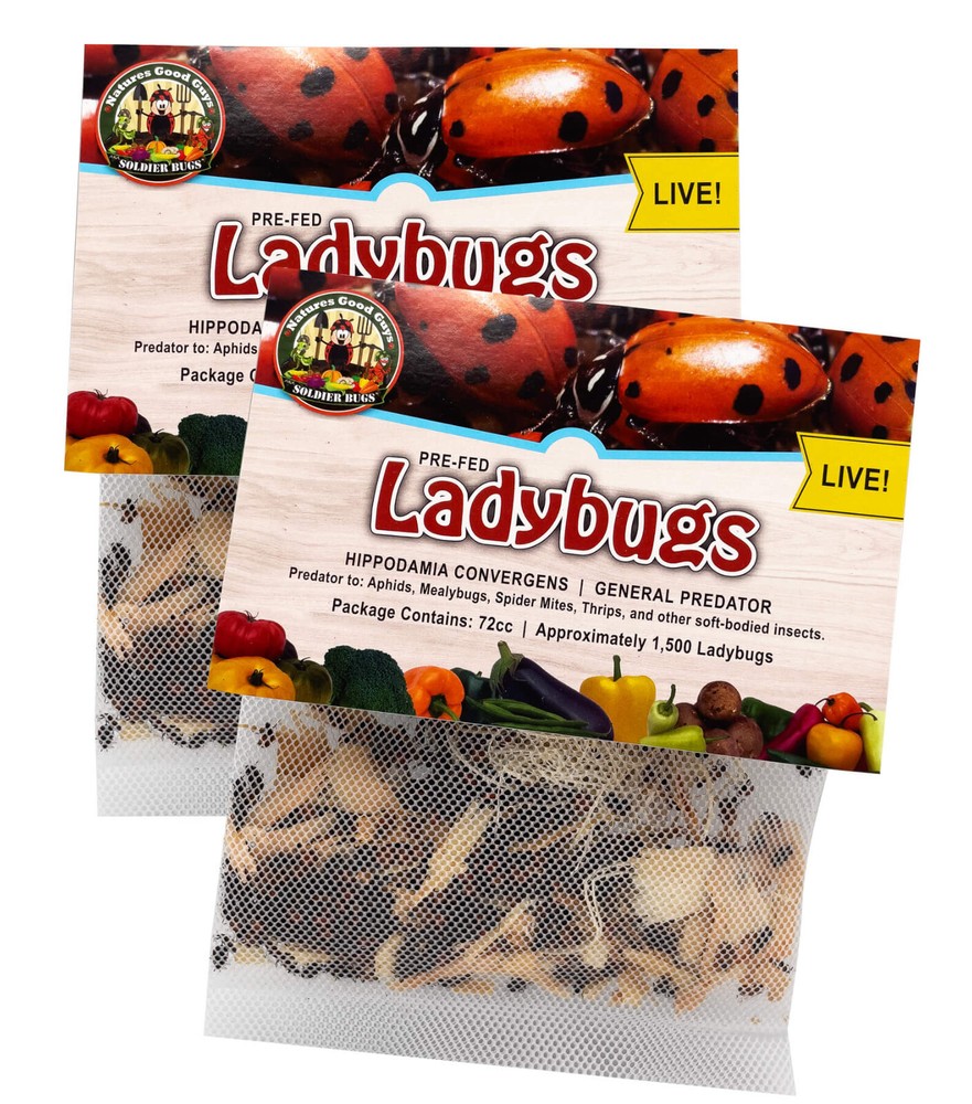 3,000 Live Ladybugs – Guaranteed Live Delivery! (2 x 1,500)