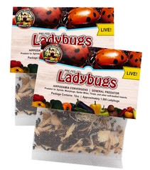 3,000 Live Ladybugs – Guaranteed Live Delivery! (2 x 1,500)