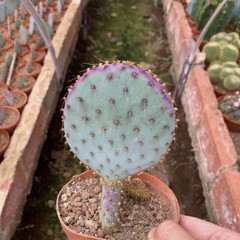 8CM Succulent Cactus Plant Opuntia Santarita（2-Head）Cactaceae Home Garden Plant
