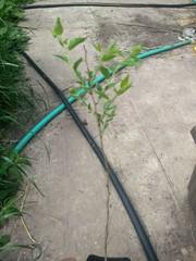 1 DORMANT Tibetan Apricot, edible tree/shrub .Zones 5-8. Self Pollinizing