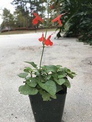 4 ORGANIC PINEAPPLE SAGE/WILD SALVIA PLANTS ATTRACTED HUMMINGBIRD & BUTTERFLY !!