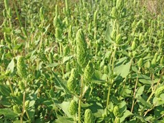 annual marsh elder, sumpweed (Iva annua)—1,000 seeds ($3.50)