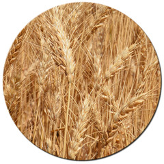 Organic Hard Red Wheat Berries – 3lbs