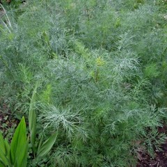 Dukat Dill Seeds | Heirloom – Non-GMO | Free Shipping | Herb Seeds | 1146