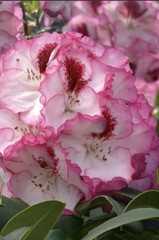 Cherry Cheesecake Rhododendron~Well Rooted Starter Plant