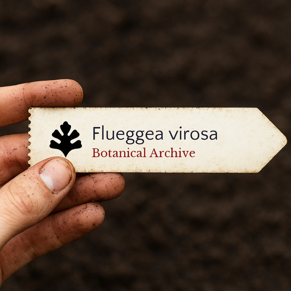 Flueggea virosa SEEDS – White berry bush | Snowberry tree