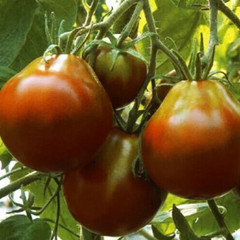 BLACK TRUFFLE TOMATO SEEDS 100+ indeterminate VEGETABLE garden PEAR SHAPED fruit