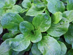 Dutch Corn Salad, Lamb’s Lettuce, Mache, NON-GMO, Variety Sizes, FREE SHIPPING