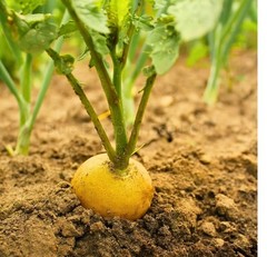 Golden Helios Radish 100 – 5000 Seeds Microgreens 30 days fast grower Non-GMO