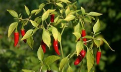 SERRANO ROJO 30 SEEDS 100% GUARANTEED SPICY CHILLI CHILLI PEPPER