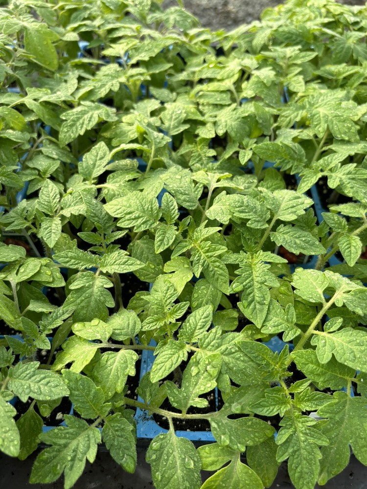 Lot of 3 ROMA TOMATO LIVE PLANTS 6 to 10 inches 60+ Days Old